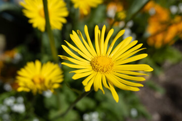 Yellow Daisy in bloom