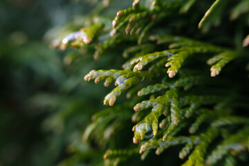 Young branches of garden thuja in the setting sun. Green shoots of a plant close-up in a macro style.