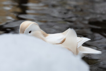 Close-up of male white mandarin duck albino swimming in lake and hiding behind snow	