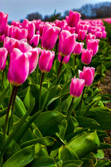 Tulip fields in Netherlands