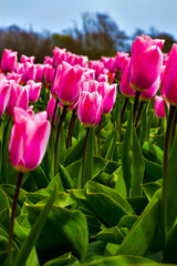 Tulip fields in Netherlands