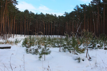 Baum gepflanzt im Wald Kiefer