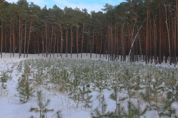 Baum gepflanzt im Wald Kiefer