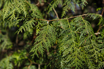 Cypress or thuja arbor vitae, conifer tree branches texture. Cypress green foliage background pattern.  Green leaves of thuja or arborvitae