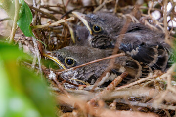 Juvenile baby Northern Mockingbirds in a bird nest in a ficus tree found near residence in Coral Springs South Florida in Broward County near Miami Dade, Palm Beach and Everglades National Park.