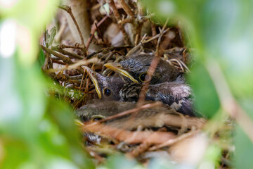 Juvenile baby Northern Mockingbirds in a bird nest in a ficus tree found near residence in Coral Springs South Florida in Broward County near Miami Dade, Palm Beach and Everglades National Park.