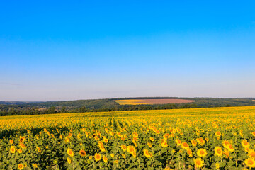 Summer landscape with sunflower fields, hills and blue sky