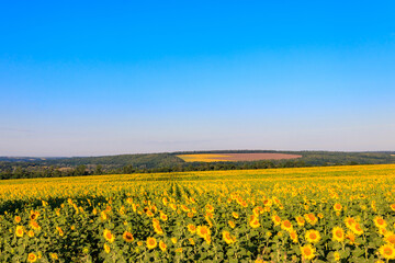 Fototapeta premium Summer landscape with sunflower fields, hills and blue sky
