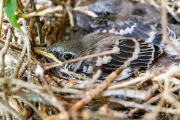 Juvenile baby Northern Mockingbirds in a bird nest in a ficus tree found near residence in Coral Springs South Florida in Broward County near Miami Dade, Palm Beach and Everglades National Park. © microfile