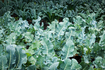 Vegetable garden - kale plants