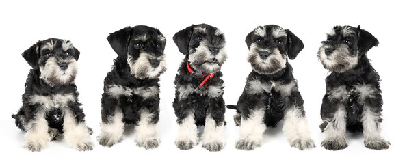 Fototapeta premium group of miniature schnauzer puppy isolated on white 