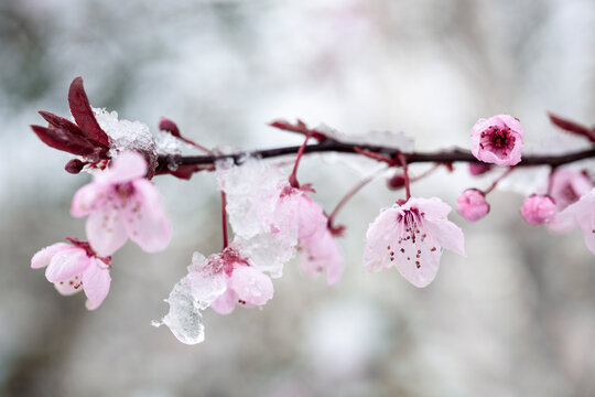 Cherry blossom and snow 1