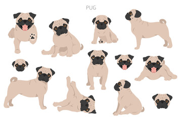 Pug clipart. Different poses, coat colors set - obrazy, fototapety, plakaty