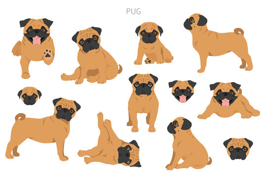 Pug clipart. Different poses, coat colors set
