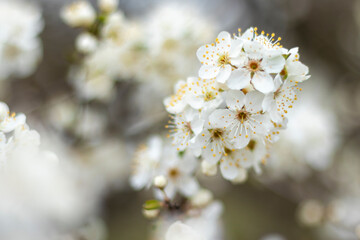 Plum tree in bloom. White blossom close up. Shallow depth of field, blurred background.
