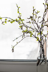 Birch branches with small green leaves and buds in glass vase standing on the windowsill.