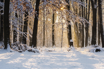 Winter sunrise in the forest