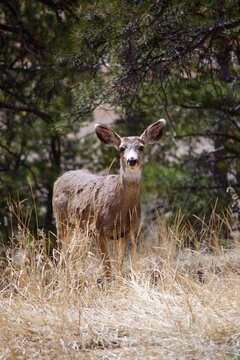 Mule Deer doe posing for a picture