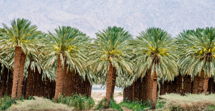 Old plantation of date palms for healthy food production, image depicts agriculture industry in the Middle East. 