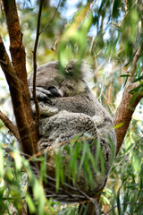 Koala sleeping on a tree