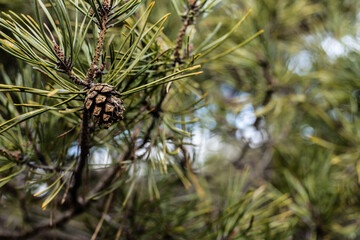 A bump on a tree, a coniferous green branch against the sky, a spring forest