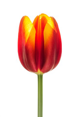 Tulip on white background, close up