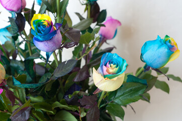 Fototapeta na wymiar rainbow color roses