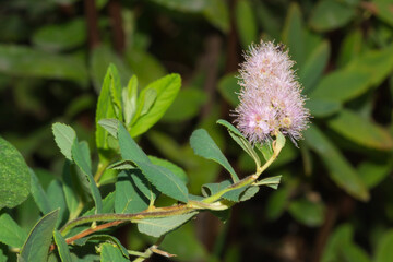 Spiraea salicifolia, of the family Rosaceae.