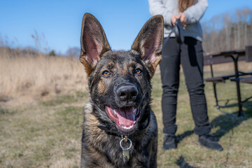 A happy four months old German Shepherd puppy looking at the camera. Working line breed