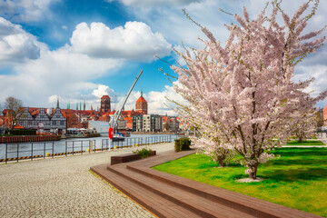 April morning in Gdańsk with blossoming apple trees by the Motława River. Poland