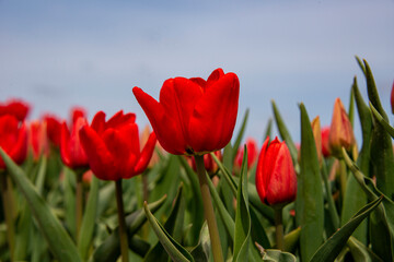 Ant eye view of Red Tulip with blue sky background