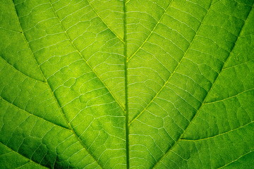 Close up leaf texture. Eco background