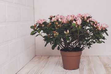 Azalea. Home flower. 
flowerpot. Pink and white flowers on a branch