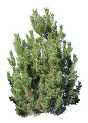 Evergreen bush cut out, isolated shrub on white background
