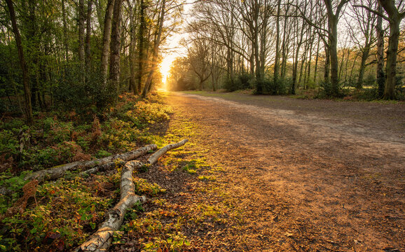 A walking path in woodland of Chorleywood and rising sun behind it, Chiltern Hills, England	
