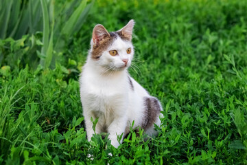 White spotted cat with an attentive look sits in the garden on the grass