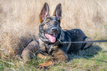 A dog portrait of a happy four months old German Shepherd puppy laying down in high, dry grass. Working line breed