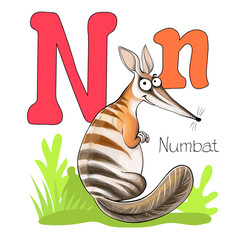 Vector illustration. Alphabet with animals. Large capital letter N with a picture of a bright, cute numbat.