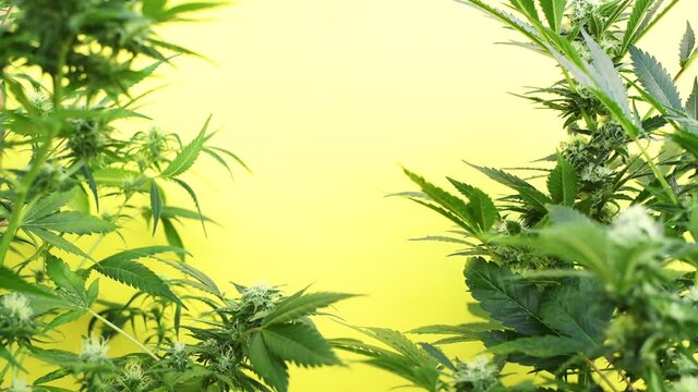 marijuana plants background on yellow background with copy space in center