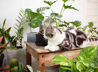 Portrait ginger cat on wood table with air purify  house plants Monstera,philodendron selloum, Zamioculcas zamifolia,snake plant,spotted betle, Ficus Lyrata,rubber plant,cactus in white room