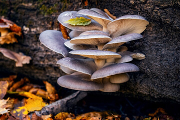 Inedible mushrooms on a tree trunk in autumn
