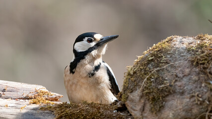 bird, natur, specht, wild lebende tiere, tier, baum, ast, wild, grossartig, 