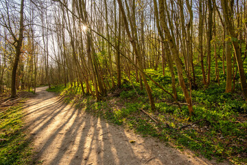 A walking path in woodland of Chorleywood and rising sun behind it, Chiltern Hills, England	