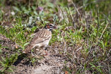 Lark sparrow foraging on the ground