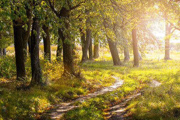 Forest by the river on a sunny day in early autumn, a trail in the woods between the trees
