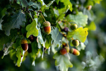 Obraz premium Oak branch with leaves and acorns, autumn background