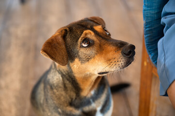 Brown stray dog sitting and looking the food pleading