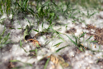 Poplar fluff in the city. Risk of allergies and fires.