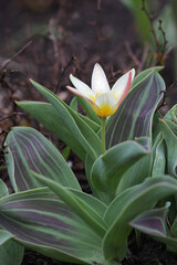 leaves and flower of Kaufman tulip, with wide stripes. Wild undersized variety with striped leaves.