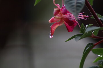 red and white flower